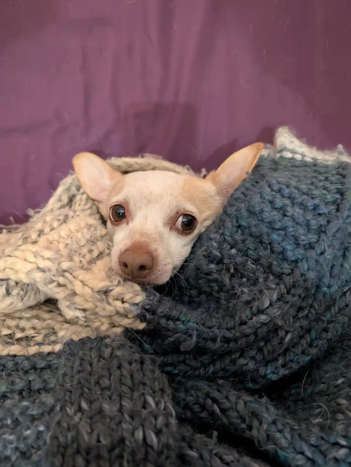 A small, light-colored chihuahua with large, expressive brown eyes peeks out from under a thick, chunky knit blanket that…