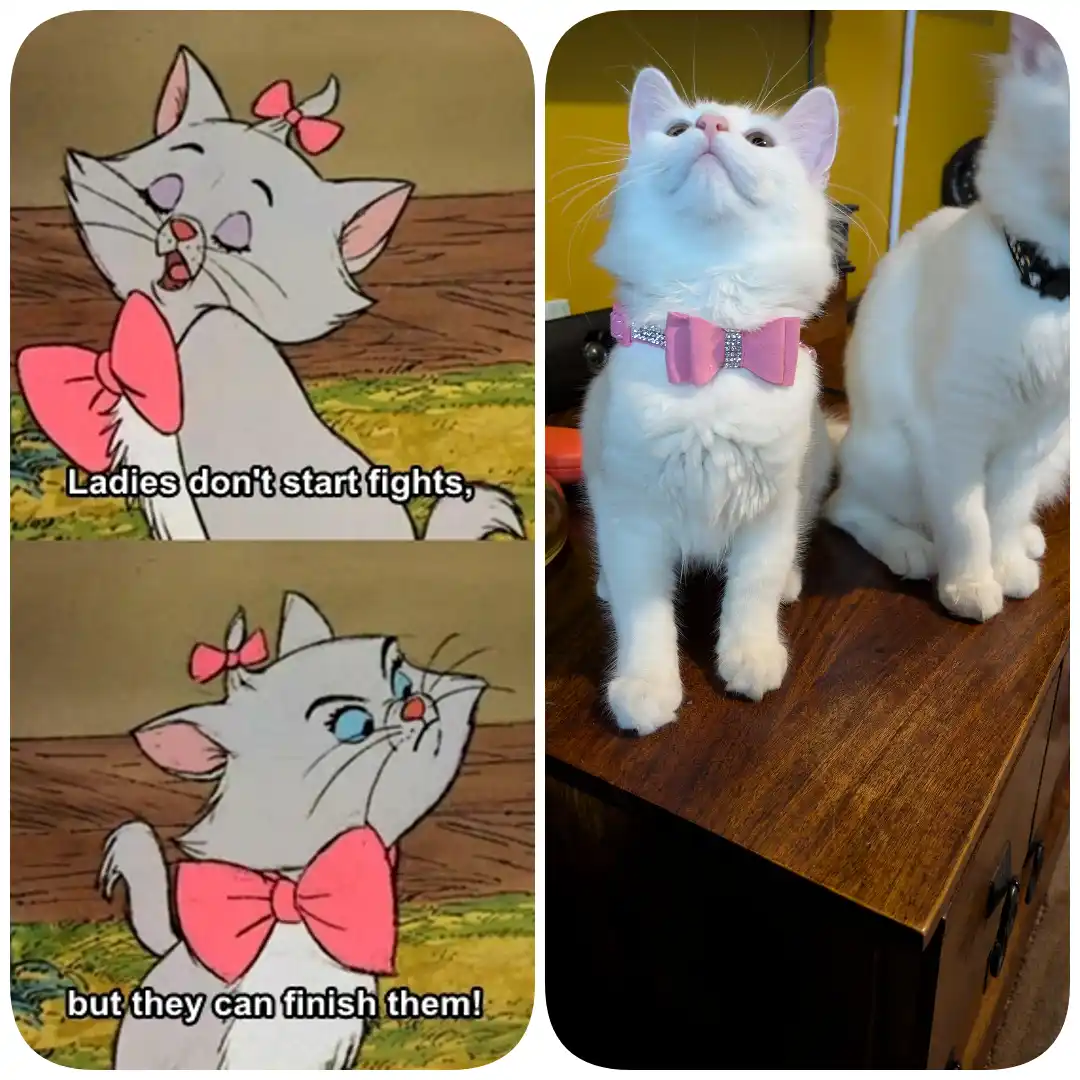 The image is a split-panel meme. The left side shows two panels of the animated cat character Marie from 'The Aristocats,'…