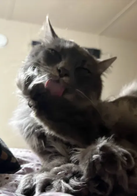 a fluffy gray cat is licking its paw while looking up with half-closed eyes, appearing relaxed and contemplative. The…