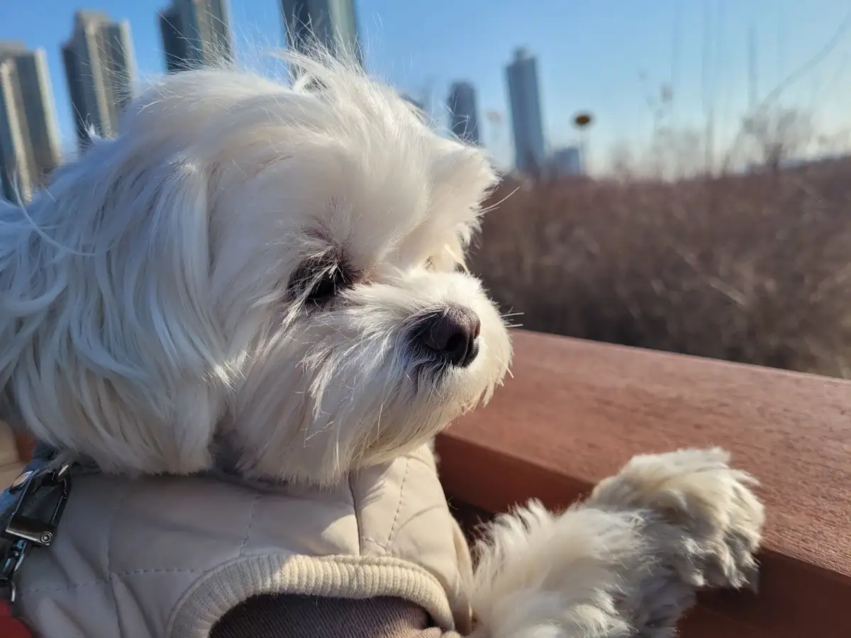 A fluffy white dog wearing a beige vest sits on a wooden bench outdoors, looking off to the side with a relaxed, slightly…