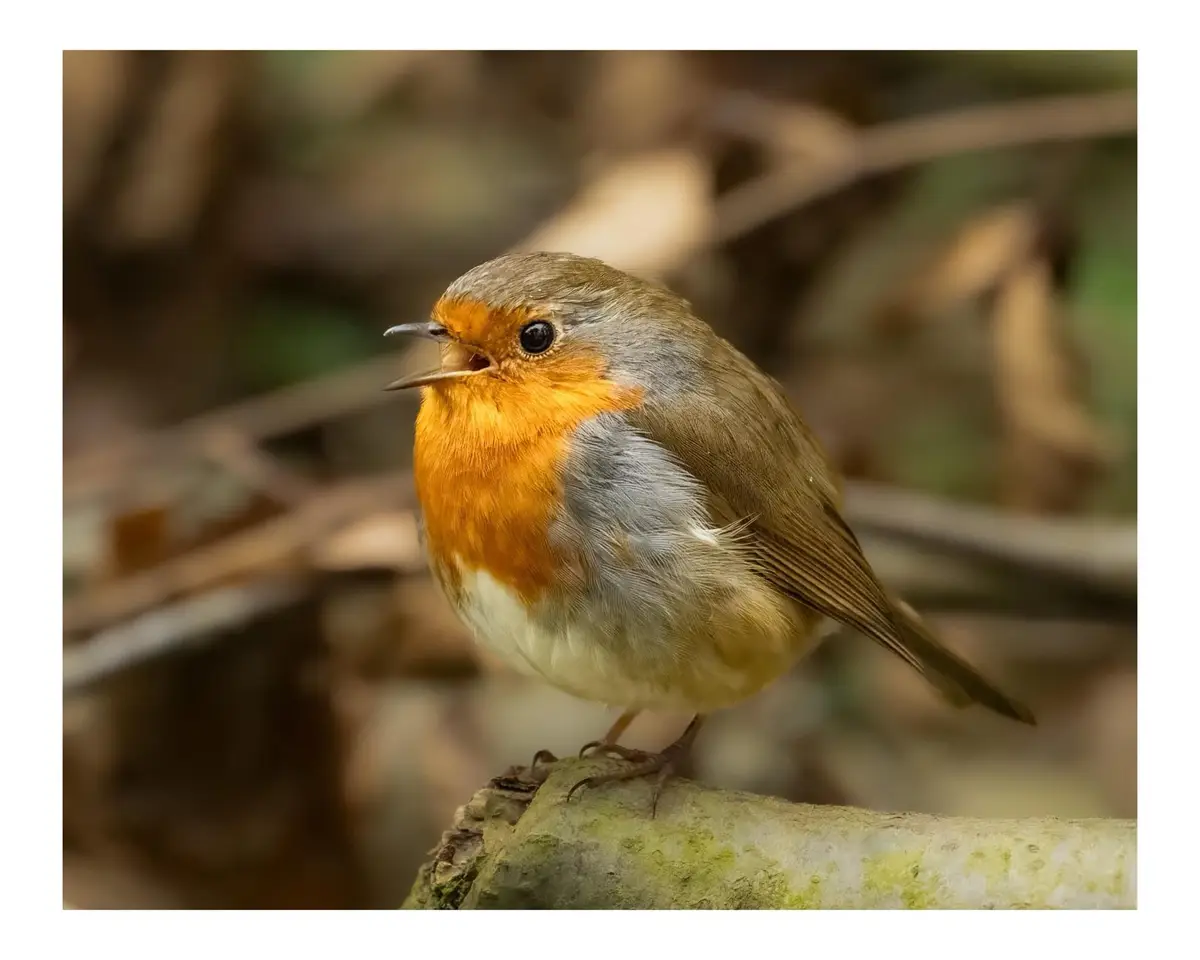 A close-up photograph of a European robin perched on a mossy branch, its beak open as if singing, with a blurred natural…