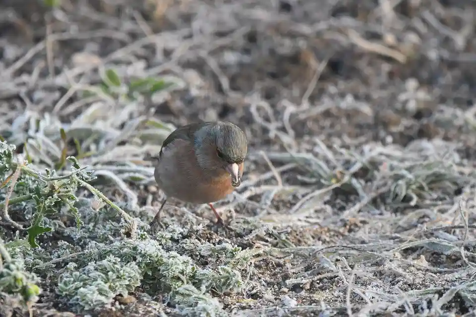 A small brown and grey bird with a pinkish beak stands on frost-covered ground, holding a tiny seed or insect in its beak…