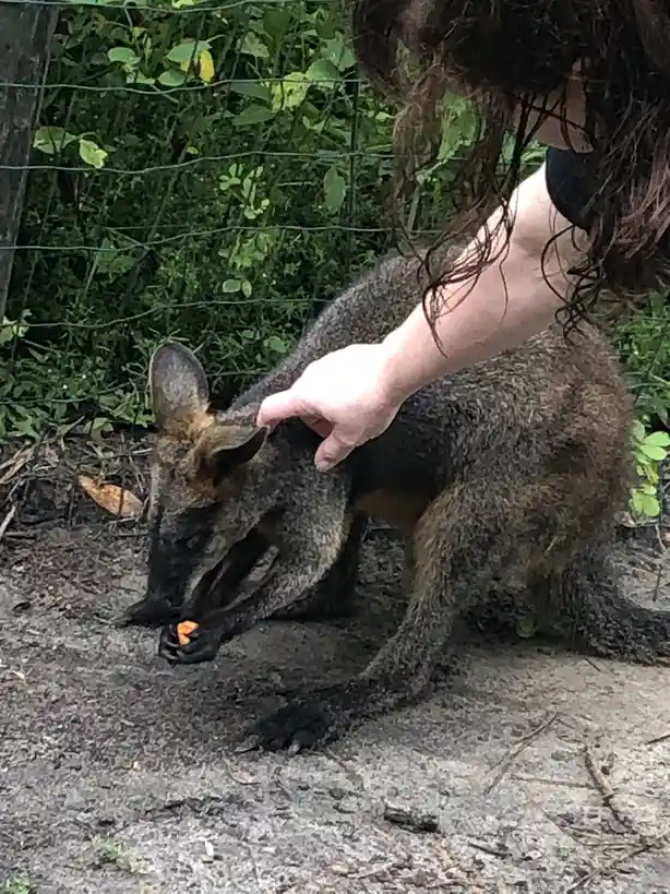 A person with long dark hair reaches out to pet a small, gray-brown wallaby that is eating a piece of orange carrot. The…