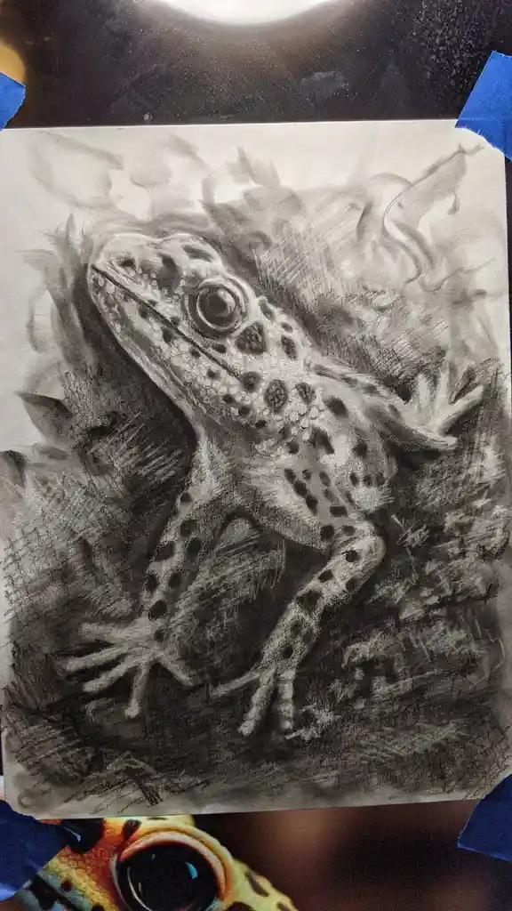 A detailed pencil sketch of a spotted frog on paper, taped to a surface with blue tape. The frog is rendered with realistic…