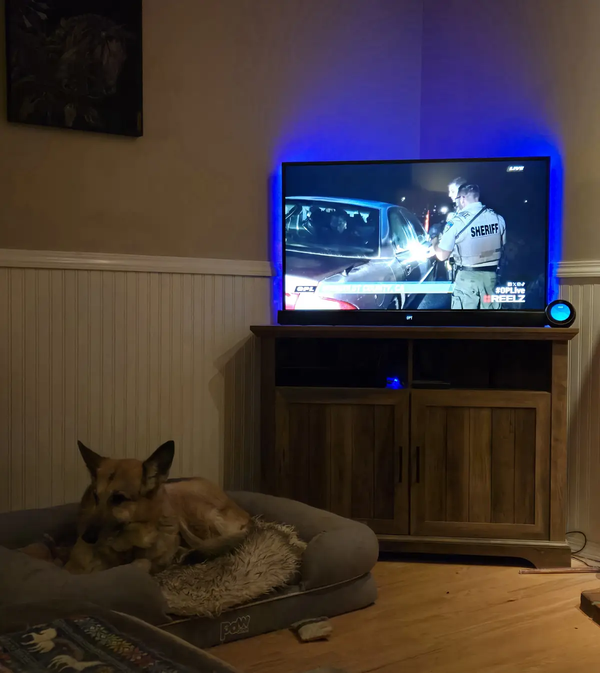 A German Shepherd dog lies calmly in a grey dog bed in a dimly lit room, looking toward a TV that displays a live news…