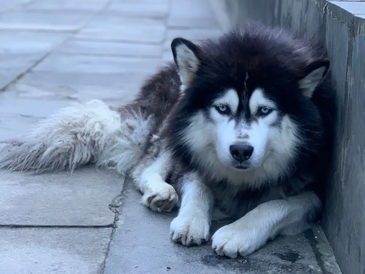 A fluffy black and white husky with piercing blue eyes lies on a paved sidewalk, leaning against a wooden structure, looking…