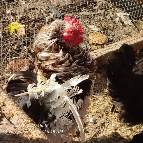 A close-up photo of a brown and white chicken with a red comb sitting in a wire-mesh enclosure on dirt ground, with another…