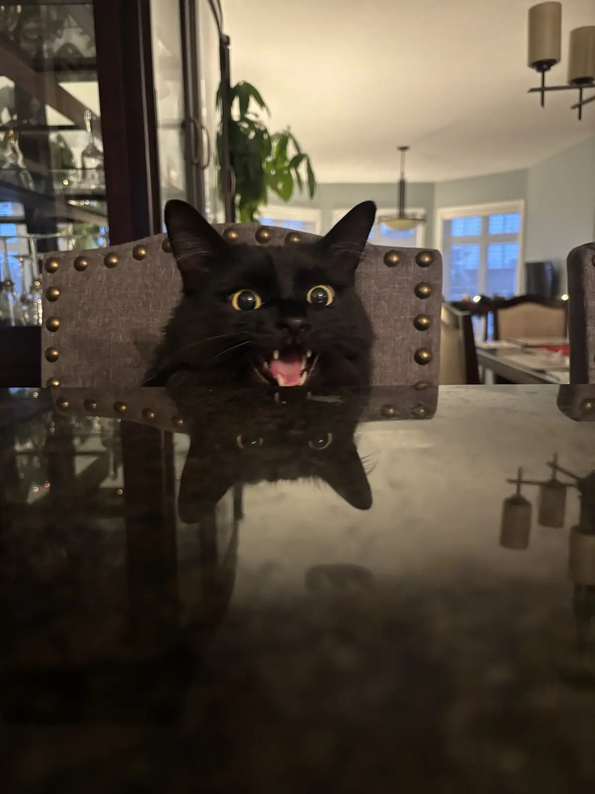 A black cat with wide, startled eyes and an open mouth showing teeth sits on a chair behind a reflective glass table, its…