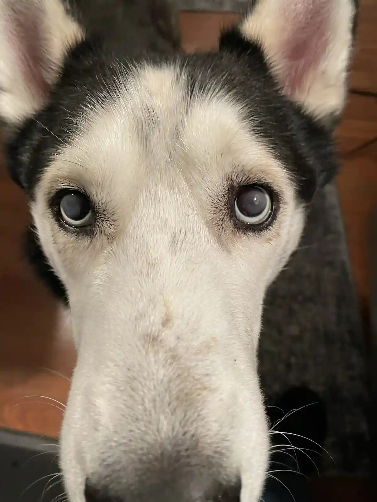 A close-up photo shows a black-and-white dog, likely a husky, staring directly at the camera with large, soulful eyes. The…
