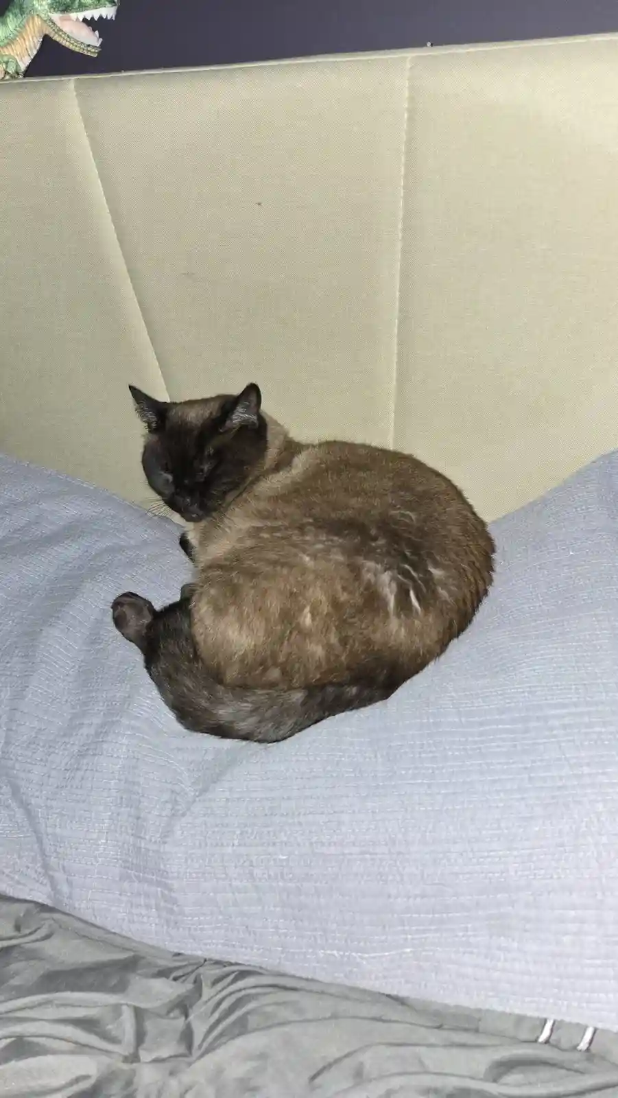 A dark brown cat is curled up and sleeping on a light blue quilted blanket on a bed, with a beige headboard behind it and a…