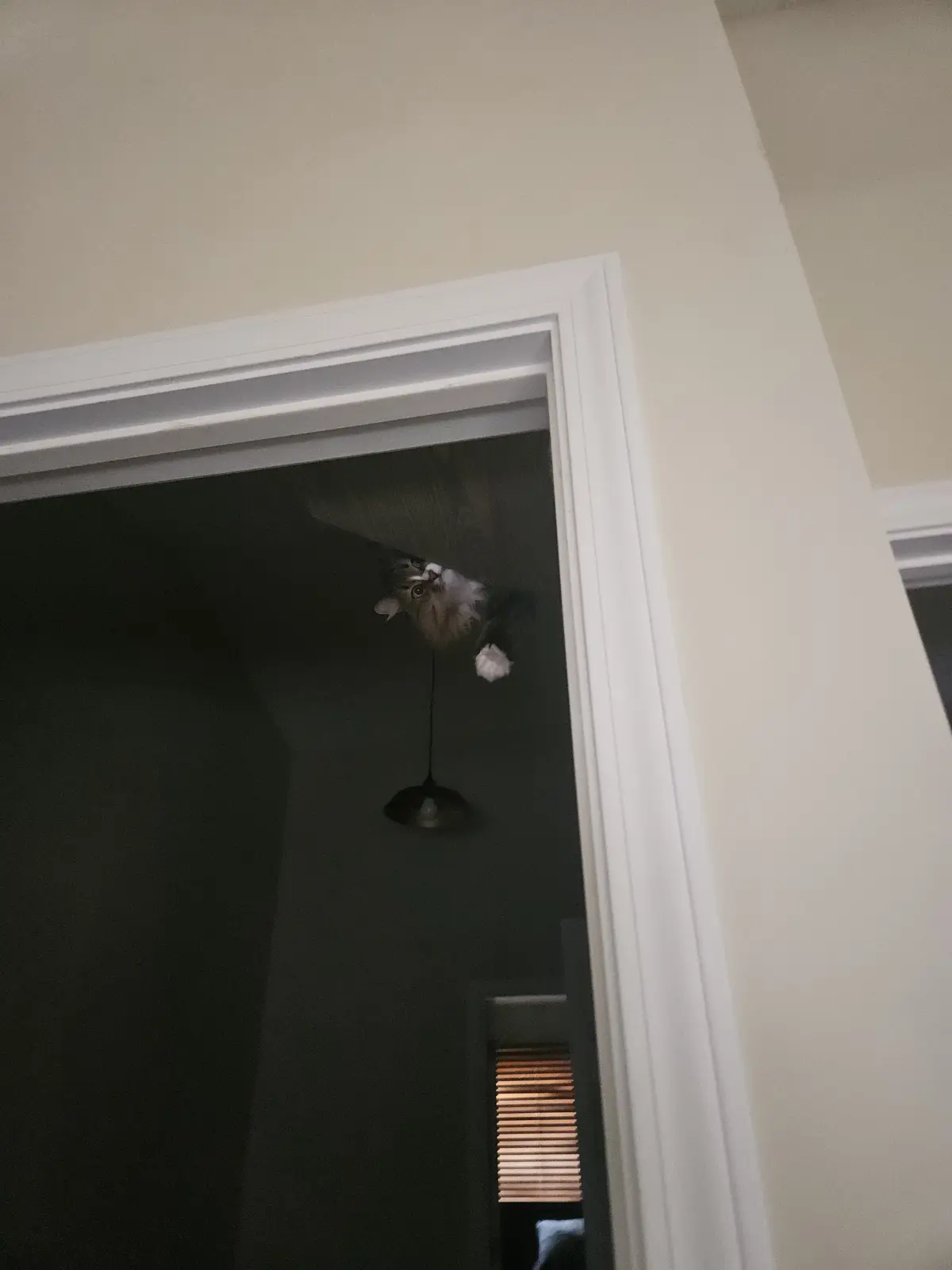 A fluffy cat is seen upside down, peeking out from the top of a doorway, appearing to be stuck or hanging from the ceiling…
