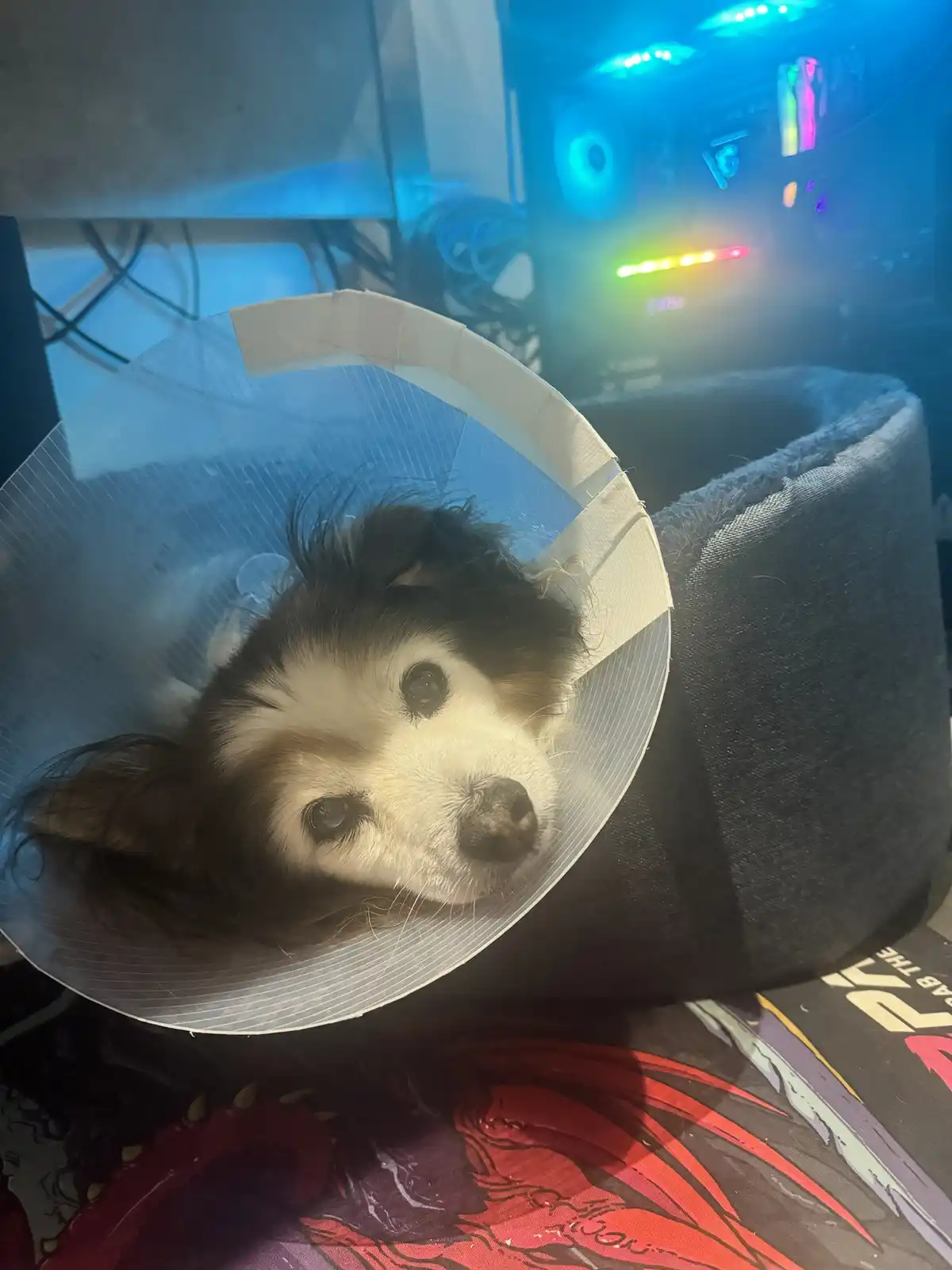 A small dog with brown and white fur, wearing a clear plastic cone collar, looks directly at the camera with a sad…