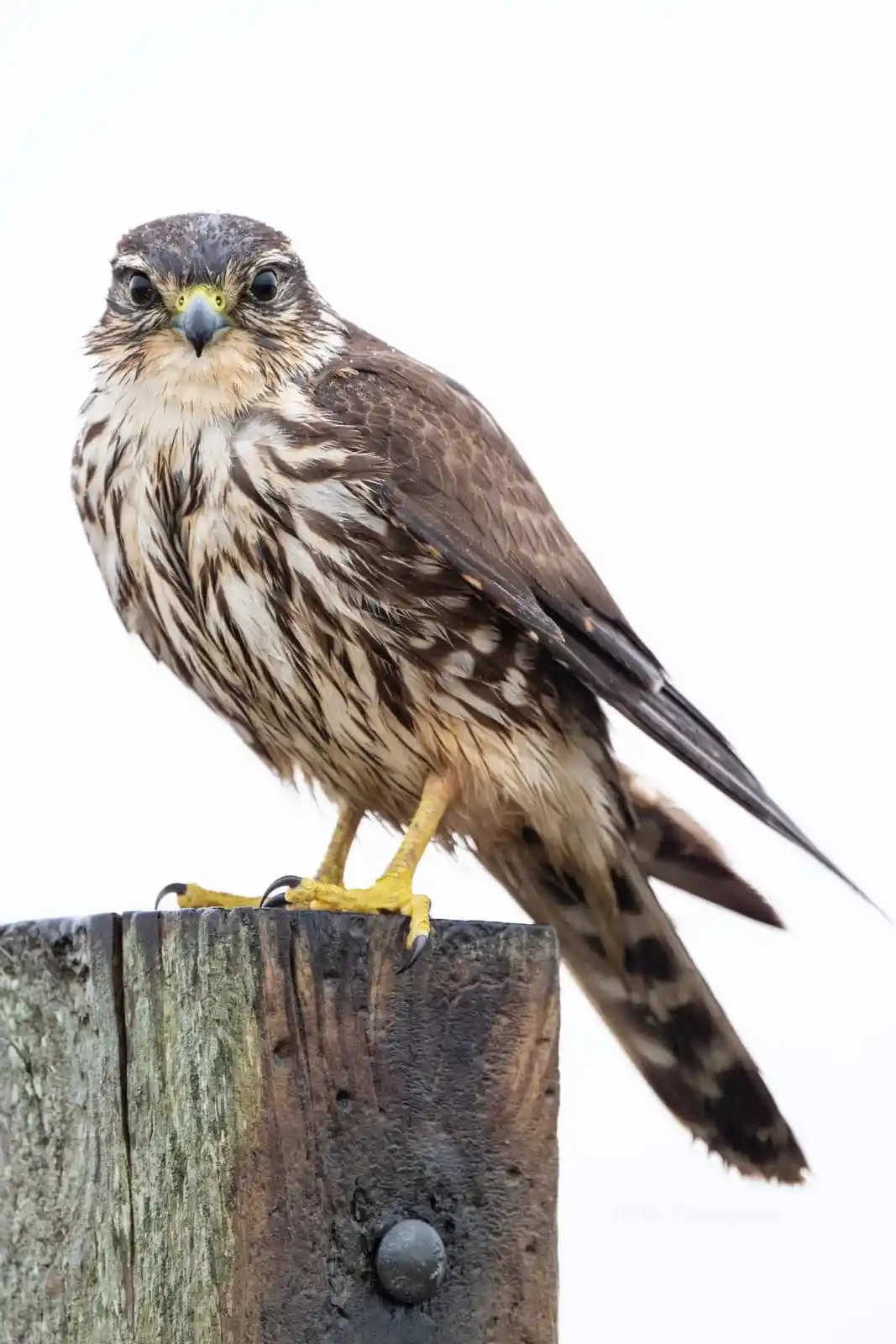 A close-up photograph of a small bird of prey, likely a falcon or hawk, perched on a weathered wooden post against a plain…
