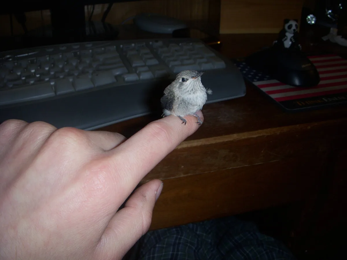 A tiny, fluffy bird perched calmly on a person's extended index finger, with a computer keyboard and mouse visible in the…