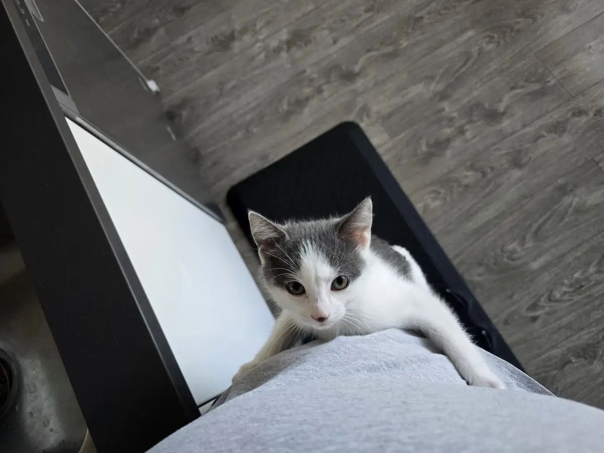 A small gray and white kitten with wide, innocent eyes is lying on a person's lap, looking up. The person is wearing gray…