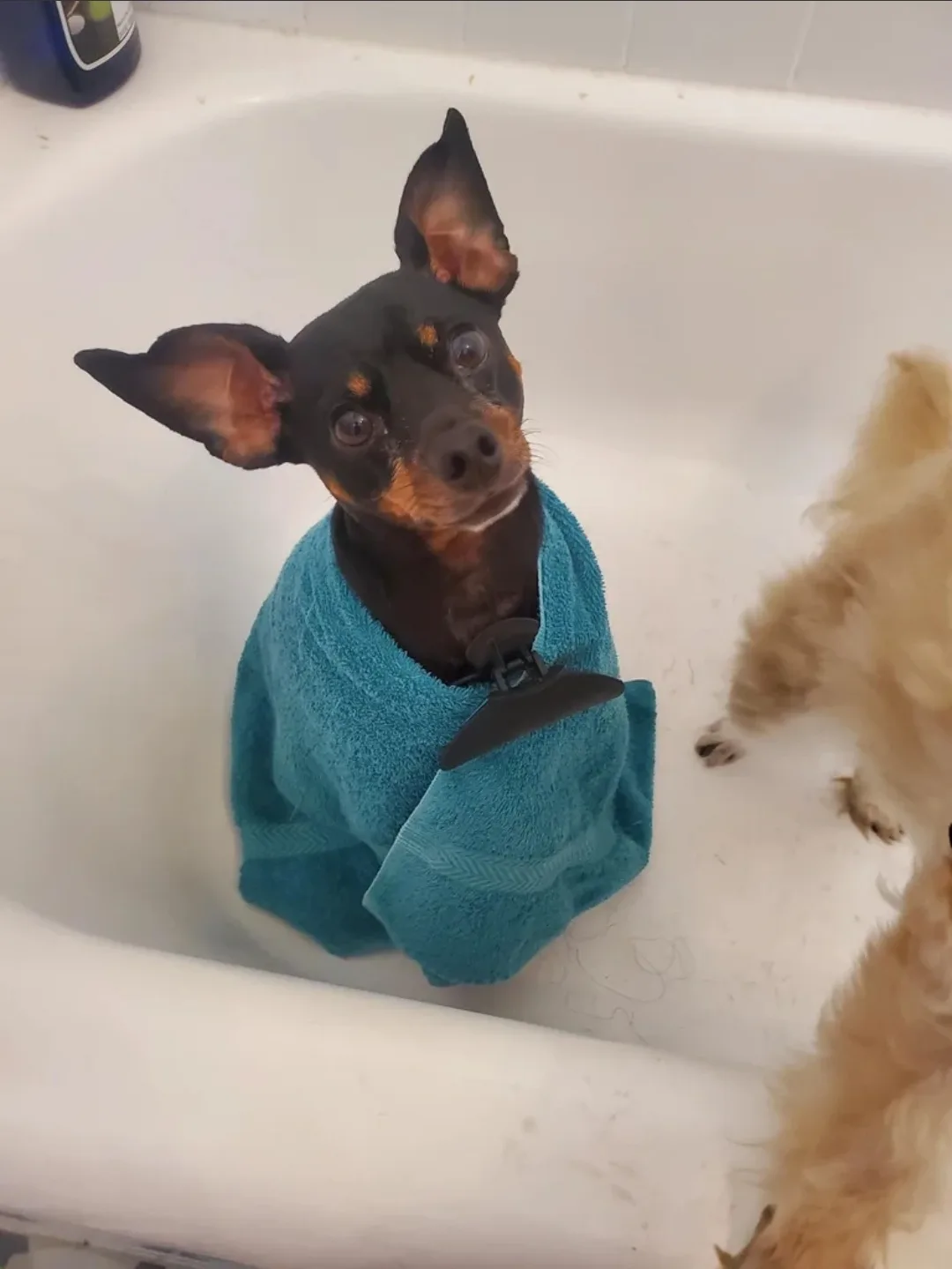 A small black and tan dog with large ears sits in a white bathtub, wrapped in a teal towel secured with a black clip. The…