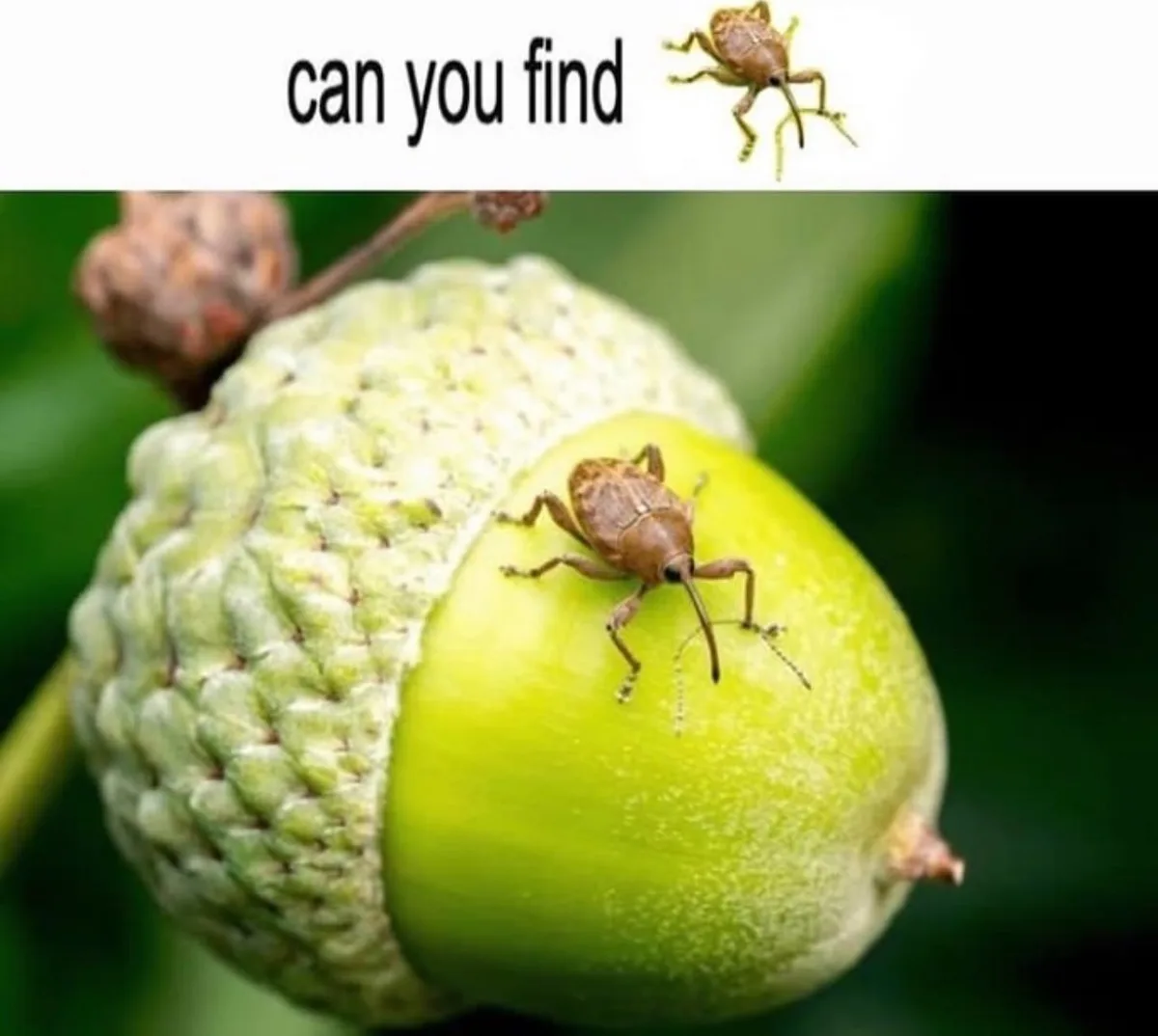 A close-up photo shows a brown weevil insect perched on the smooth, green surface of a young acorn. The acorn's textured…