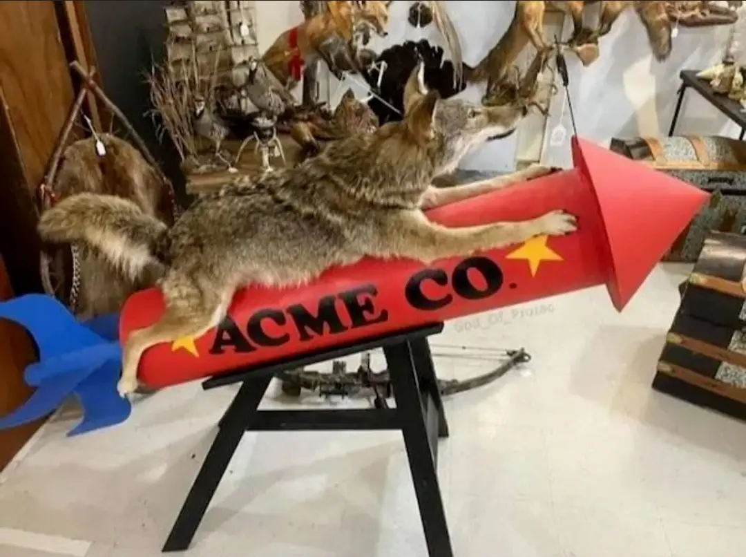 A taxidermied coyote is mounted on a large red toy rocket labeled 'ACME CO.' with yellow stars, displayed on a black stand…