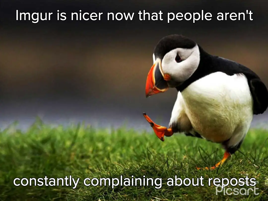 A photograph of a puffin standing on green grass, looking down with one foot lifted, overlaid with white text that reads…