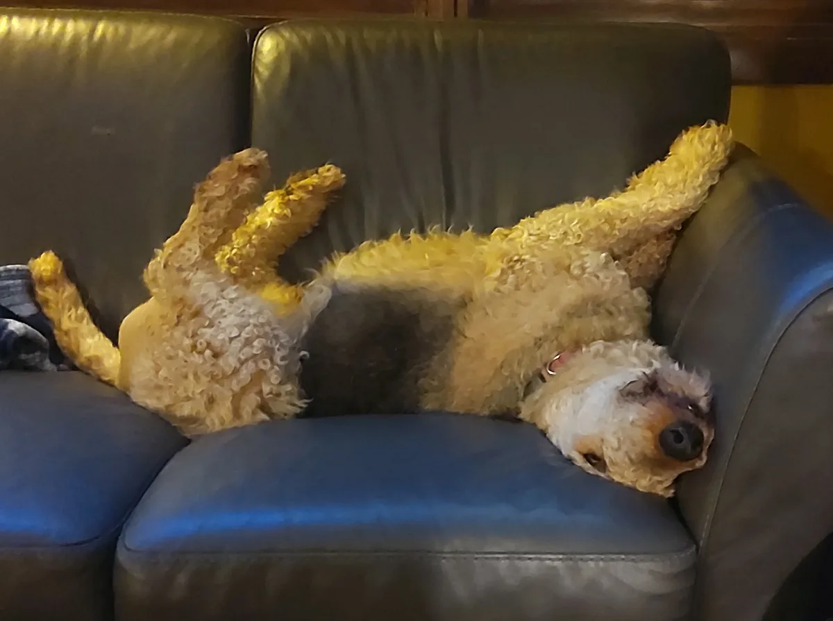 a fluffy, curly-haired dog with tan and white fur is lying on its back on a dark blue leather couch, legs in the air…