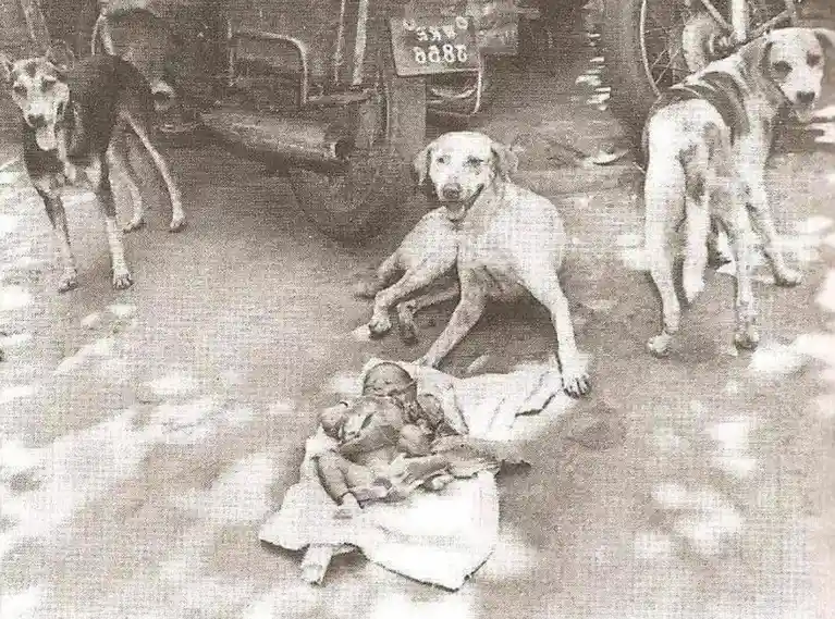 The Heartwarming Moment When Street Dogs Rescued a Newborn
