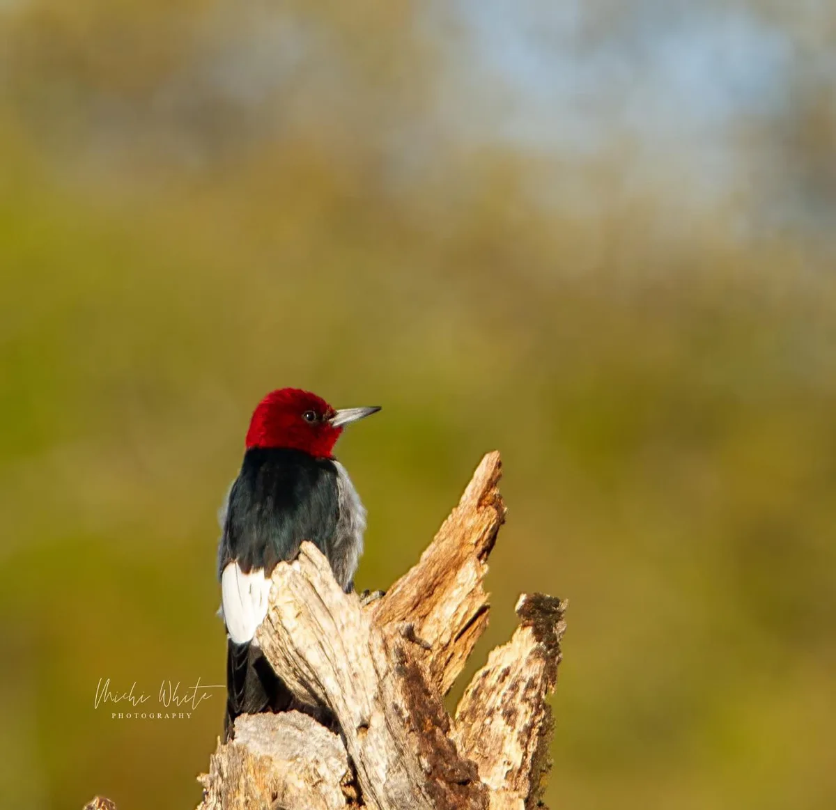 A red-headed woodpecker perched on a weathered tree stump against a blurred green and yellow background. The bird has a…