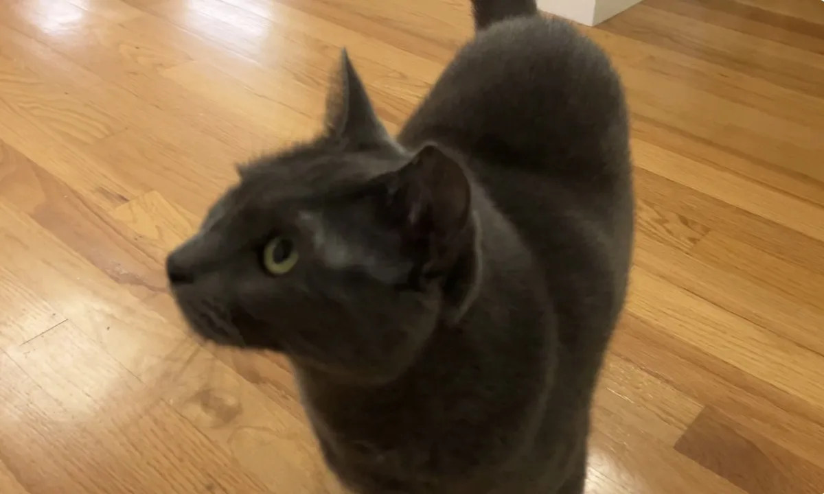 A gray cat with green eyes is standing on a light wooden floor, looking up and to the side with a serious, unimpressed…