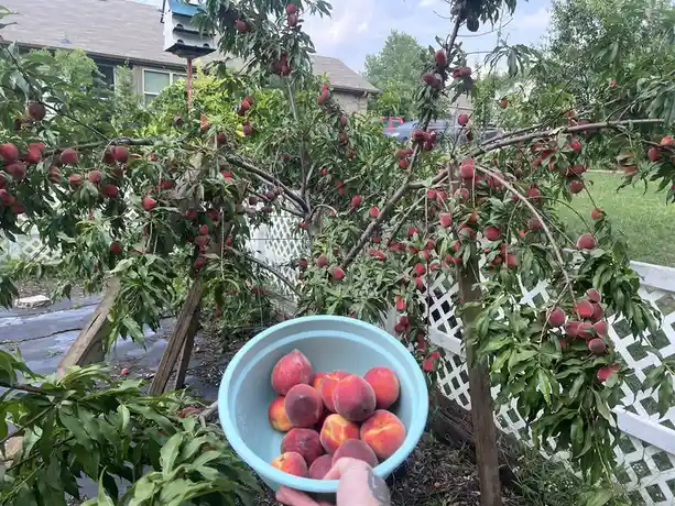 Last year's peach tree, bursting with juicy fruit.