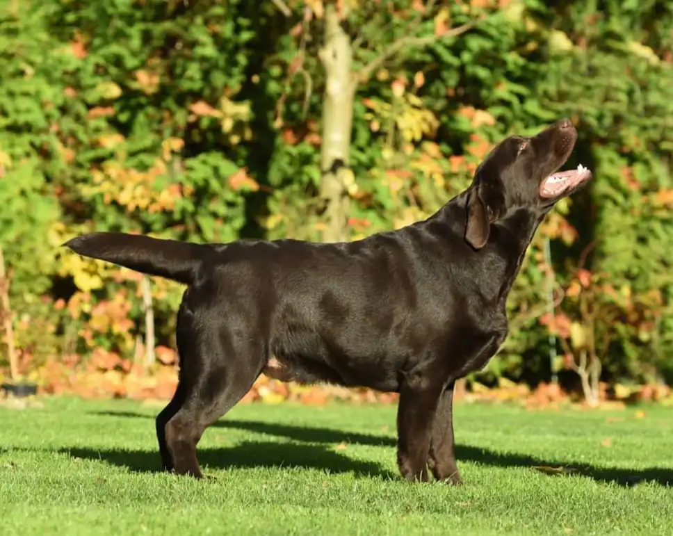 A black Labrador Retriever stands in profile on green grass, head tilted upward with mouth open, as if howling or barking…