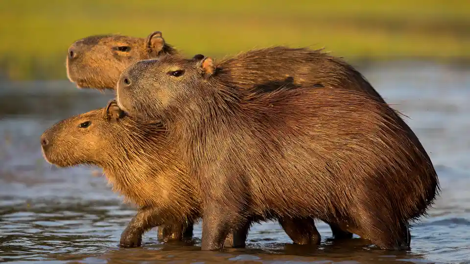 In South America, the capybara is found from the Amazon Rainforest to urban areas, thriving in the Pantanal, a flooded…