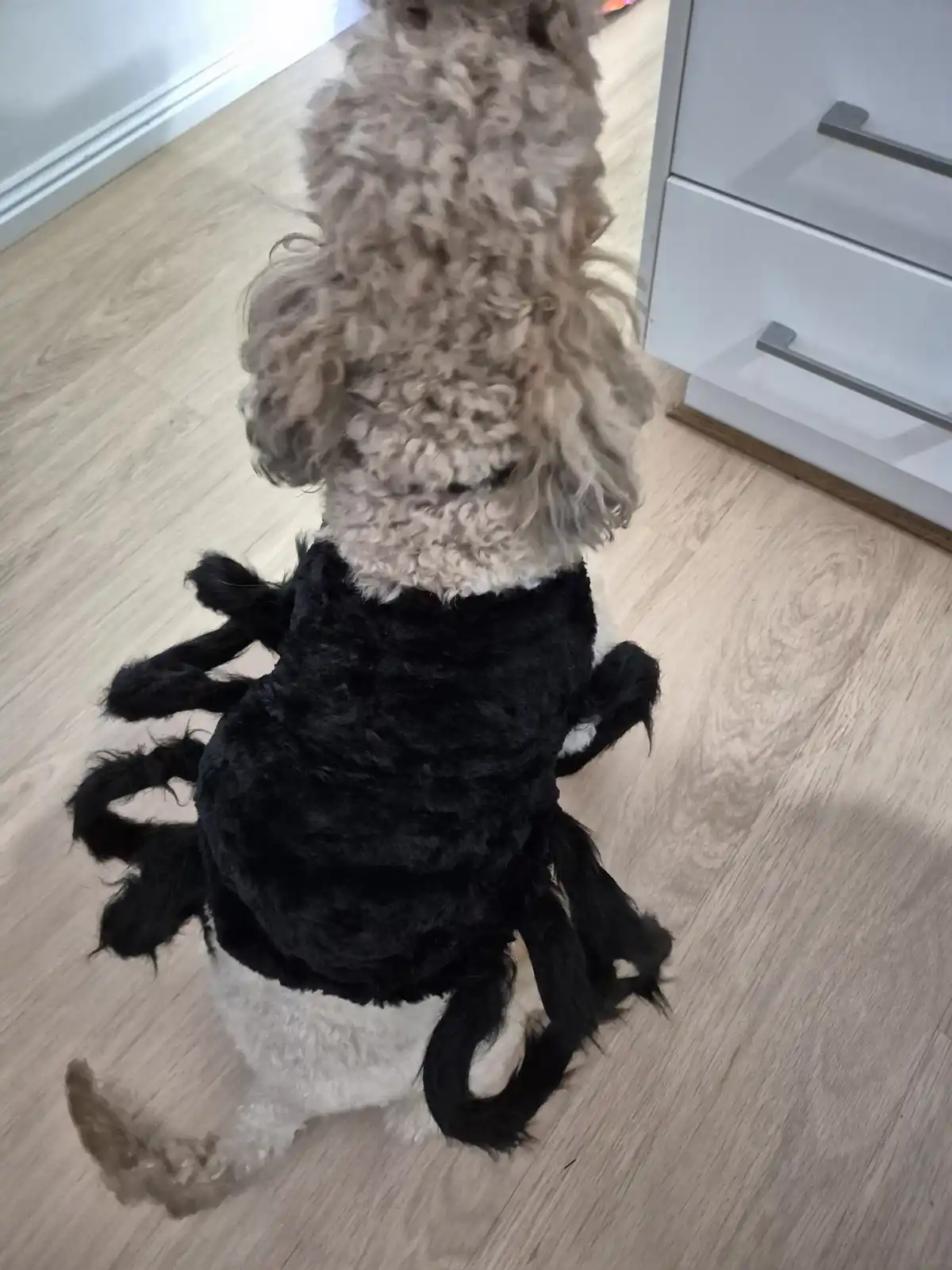 A fluffy, light brown and white dog is seen from behind, wearing a black, fuzzy spider costume with multiple legs extending…
