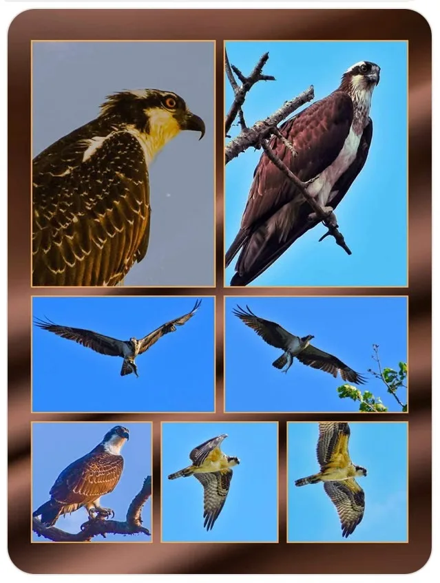 A collage of six photos showing an osprey in various poses: perched, flying, and in mid-air against a clear blue sky. The…