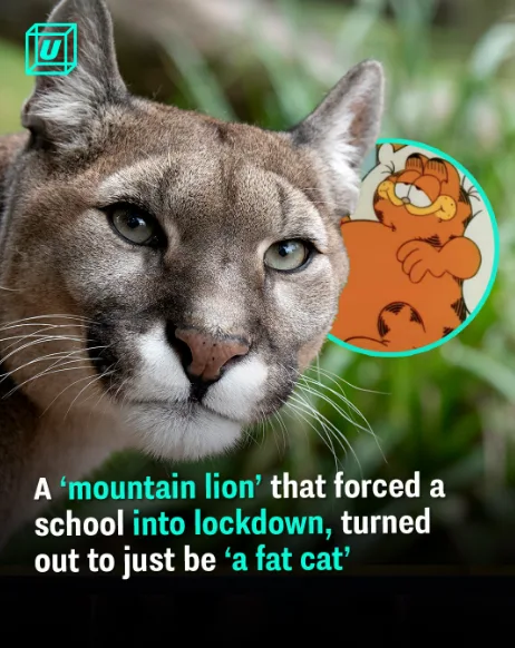 A close-up photo of a real mountain lion (cougar) with a cartoon image of Garfield superimposed on the right side. The…
