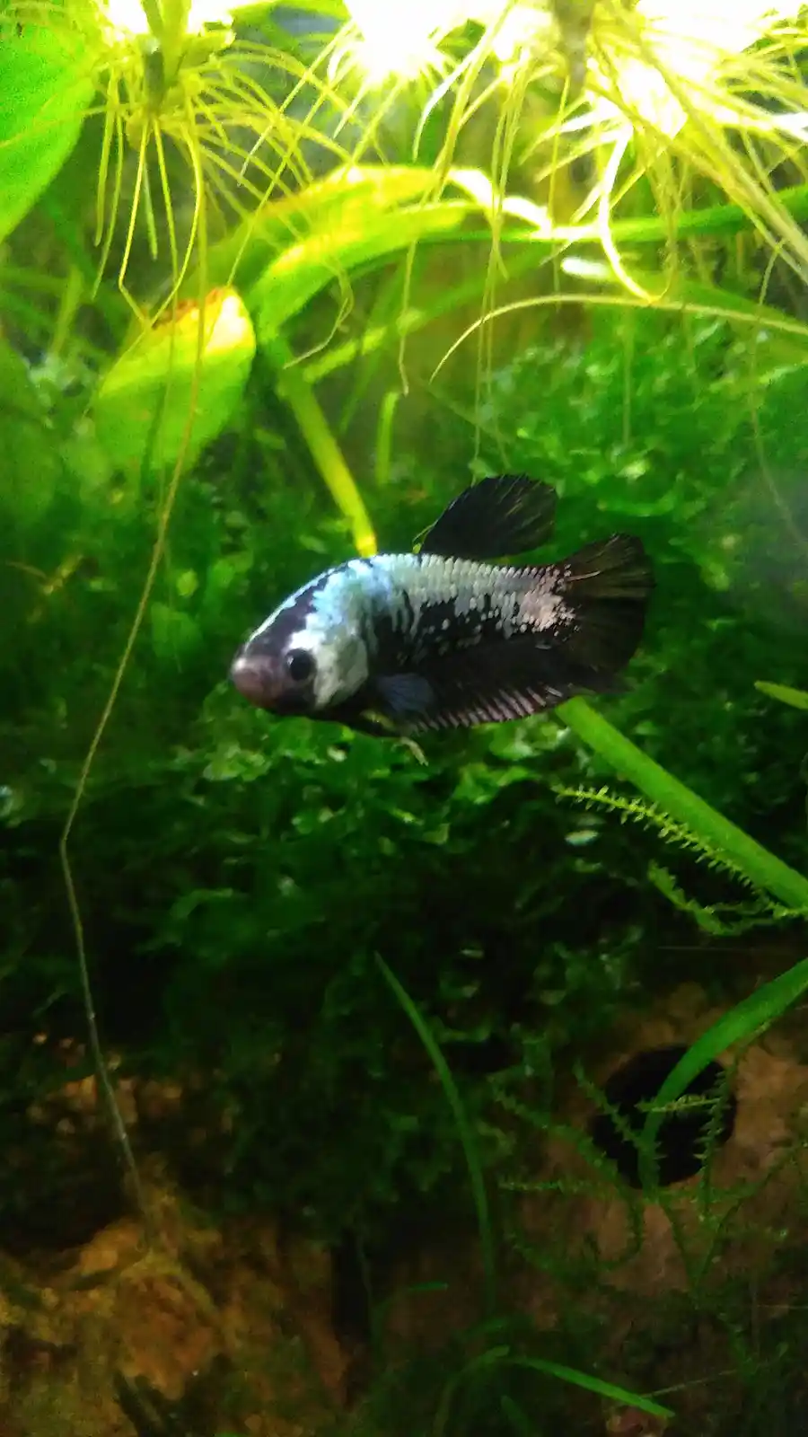 A black and white betta fish swims in a lush green aquarium with various aquatic plants. The fish has a distinctive pattern…