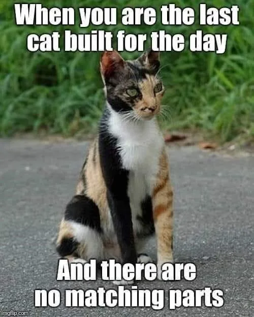 A calico cat with black, white, and orange patches sits on a paved surface, looking slightly bewildered or resigned. The…