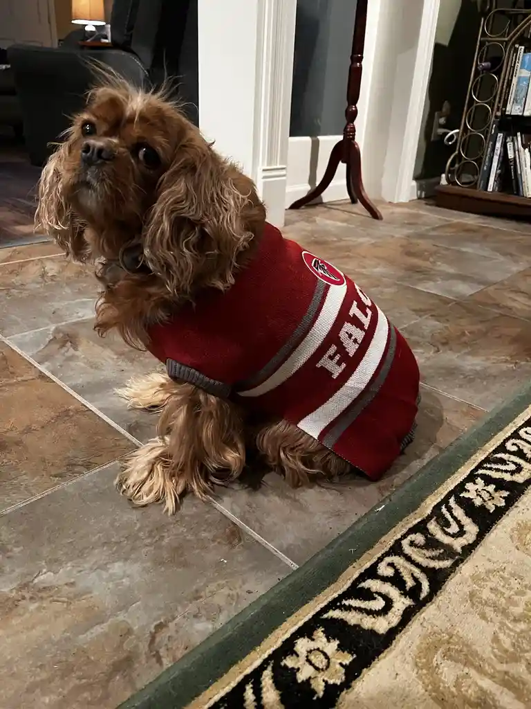 A brown Cavalier King Charles Spaniel sits on a tiled floor wearing a red Atlanta Falcons NFL jersey. The dog has a slightly…