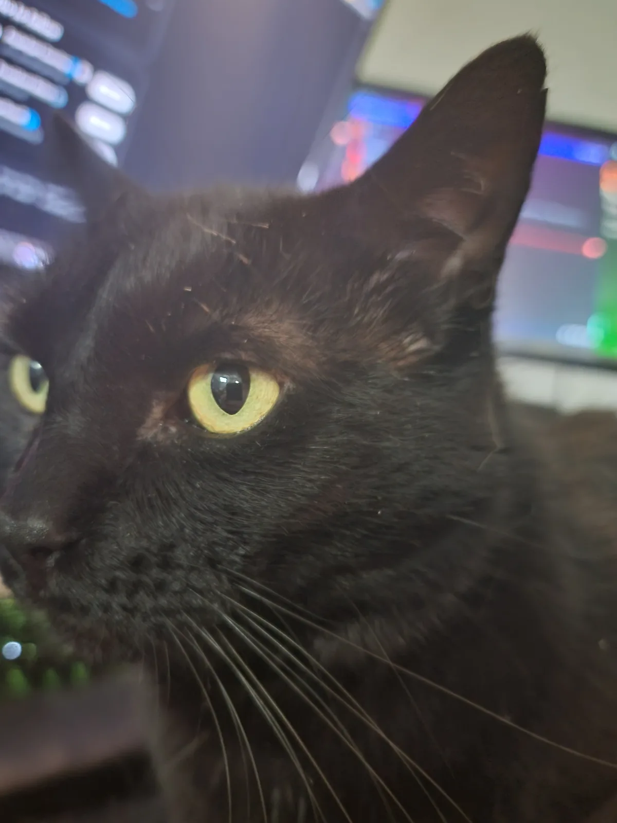 A close-up of a black cat with striking yellow eyes, looking intently at the camera. The background is blurred but shows…