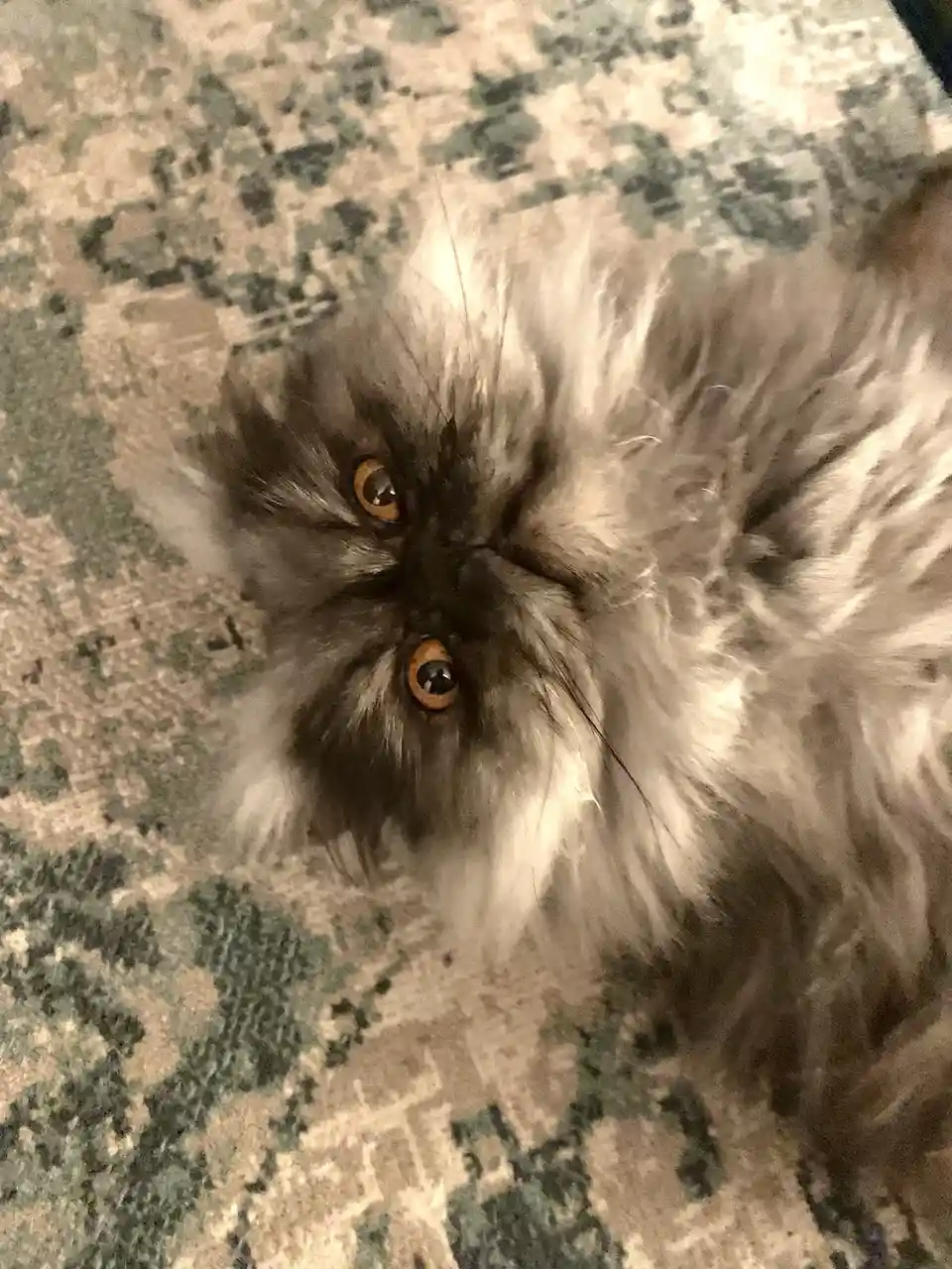 A close-up photo of a fluffy, long-haired cat with wide, intense orange eyes looking directly at the camera, lying on a…