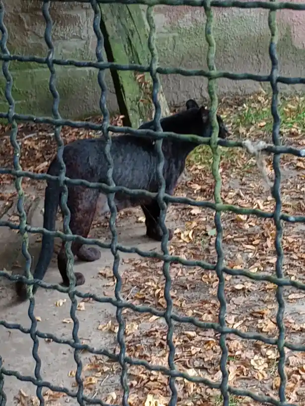 A black panther is seen through a green wire mesh fence in an enclosure with fallen leaves on the ground. The panther is…
