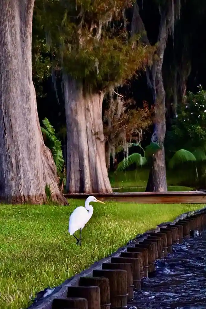 The Elegant Egret: A Bird of Grace