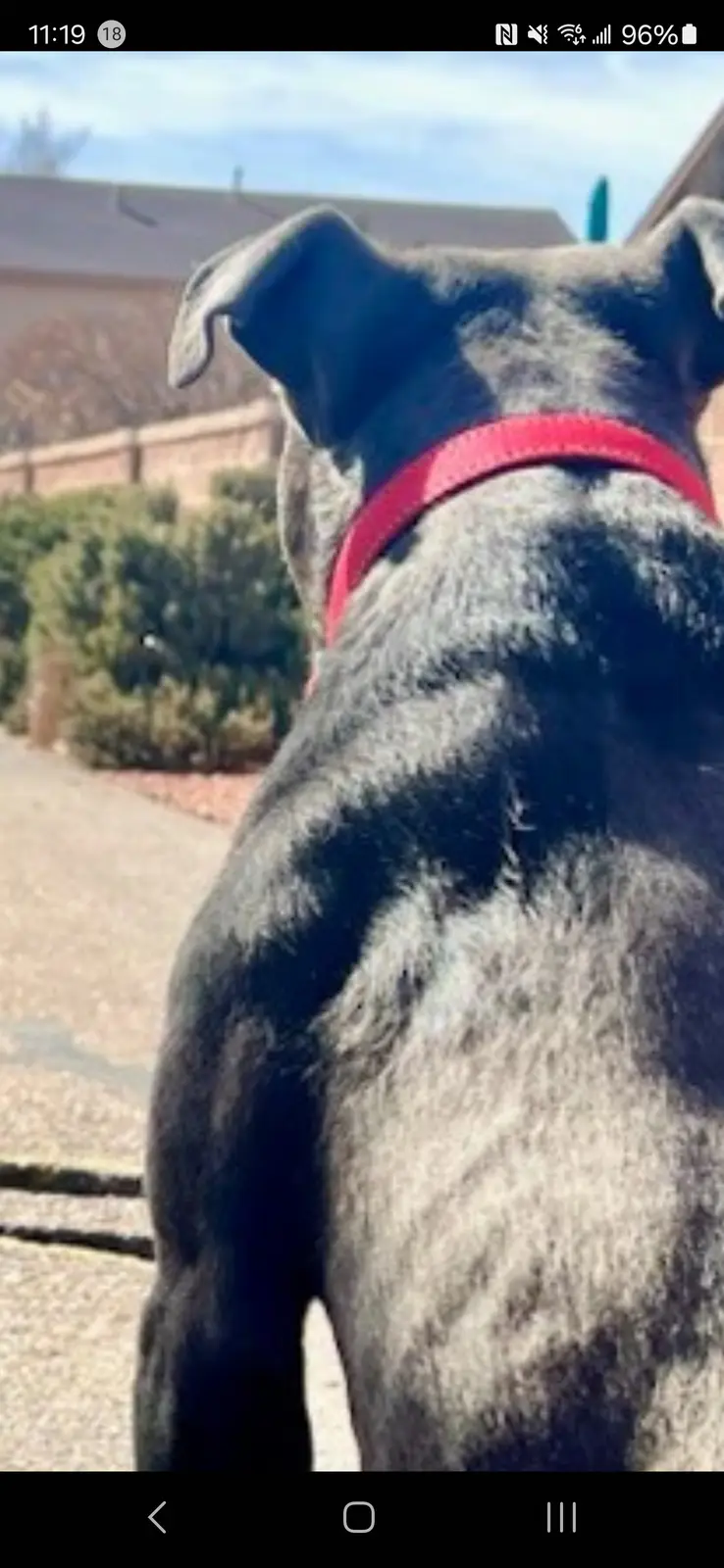 A close-up photo shows the back of a black and gray dog wearing a red collar, standing outdoors on a gravel path with houses…