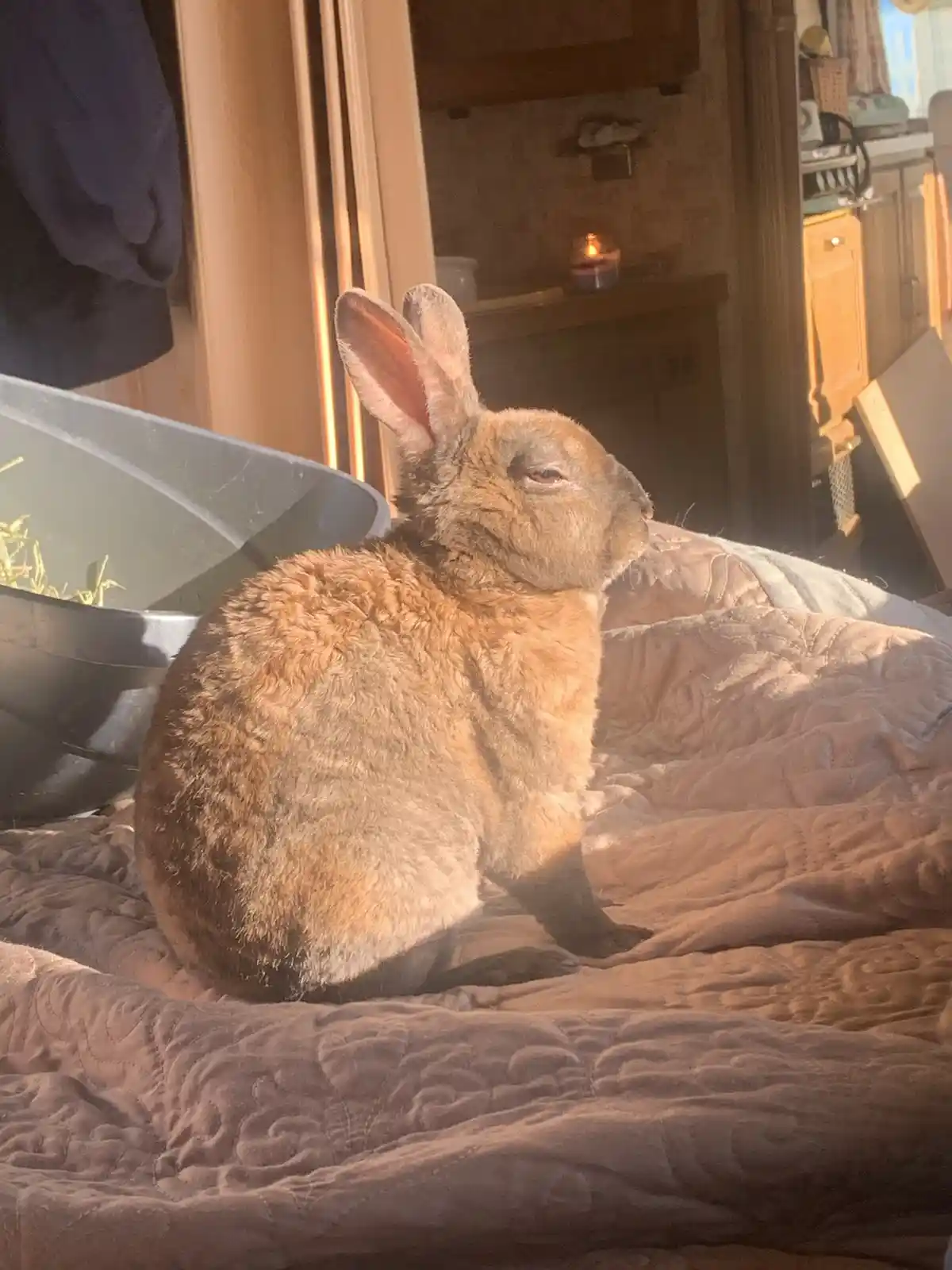 A brown rabbit sits calmly on a quilted bedspread in a warmly lit room, bathed in sunlight streaming from a window. To its…