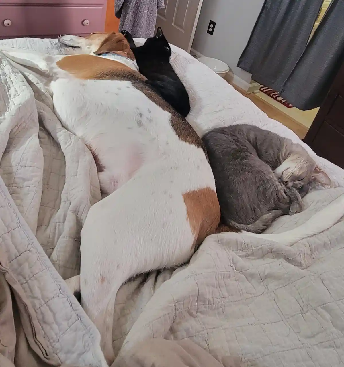 A large, white and brown dog sleeps sprawled across a bed, with a black cat curled up on its back and a gray cat curled up…