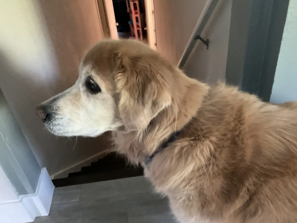 A golden retriever with a slightly weary expression stands indoors near a staircase, looking off to the side. The dog has a…