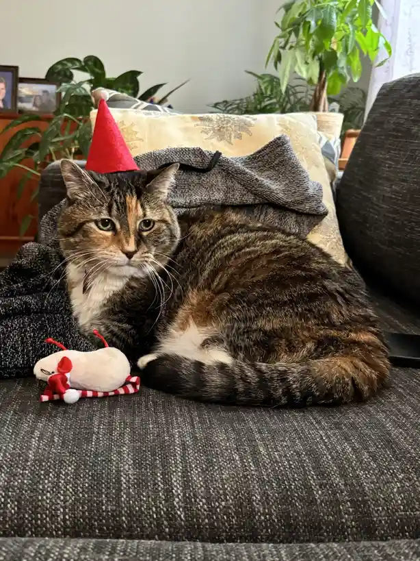 A tabby cat with white markings sits on a dark gray couch, looking unimpressed while wearing a small red party hat. Beside…