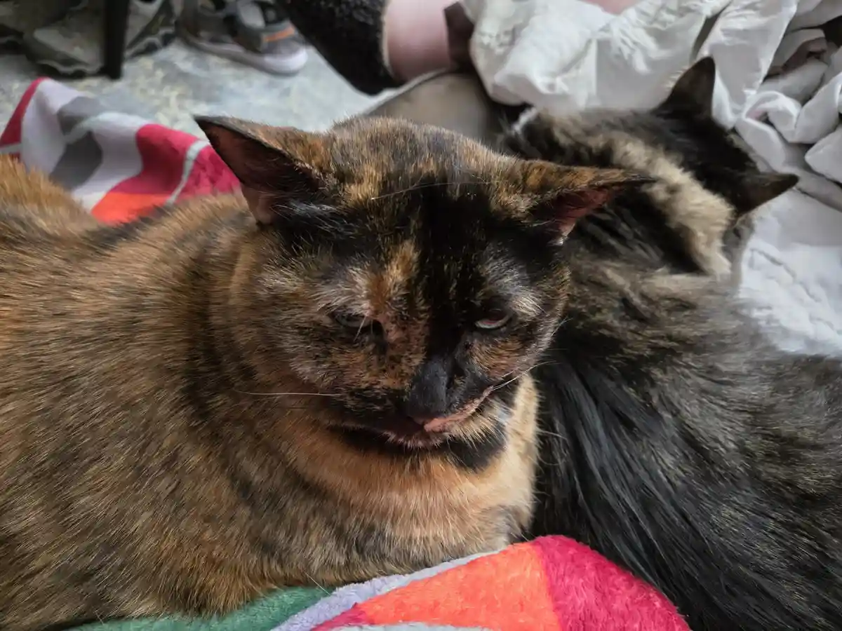A close-up photo shows a tortoiseshell cat with a visibly tired, half-lidded expression, lying on a colorful blanket next to…