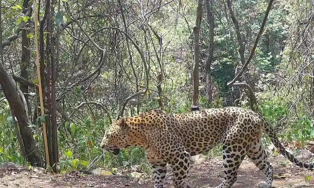 A leopard with a spotted coat walks through a dense forest with tangled branches and green foliage. The animal is captured…