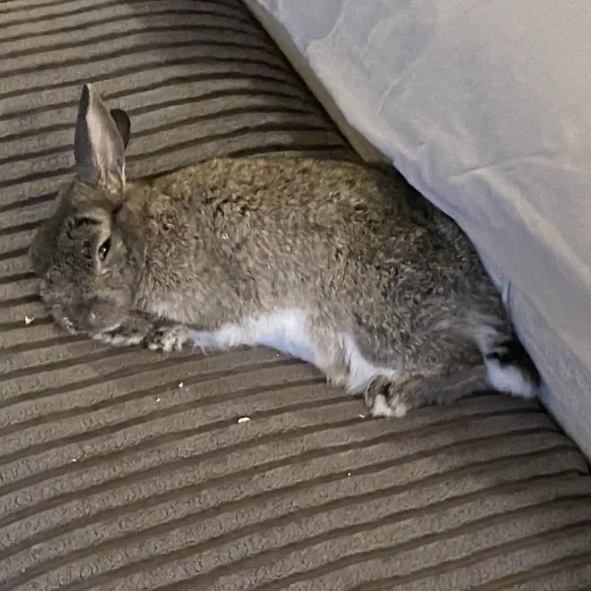 A gray rabbit with white underbelly and paws is curled up sleeping on a brown striped couch cushion, partially covered by a…