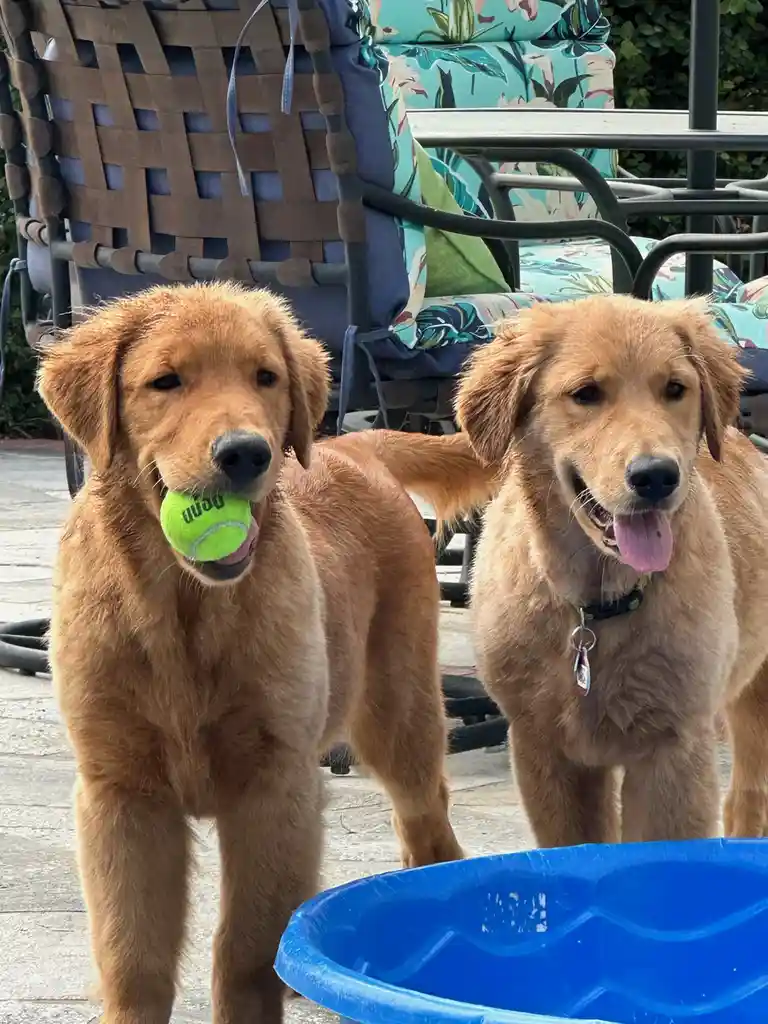 Two golden retriever puppies stand outdoors near patio furniture and a blue kiddie pool. The puppy on the left holds a green…