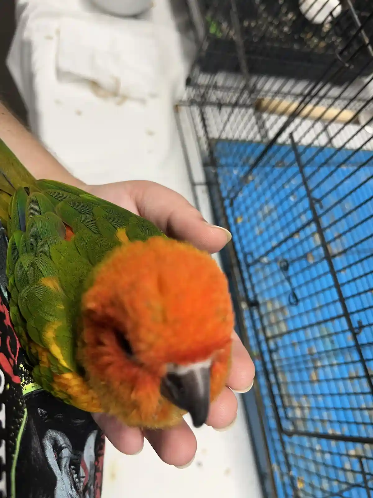 A small, fluffy parrot with orange head and green body is being held gently in a person's hand, looking down. In the…